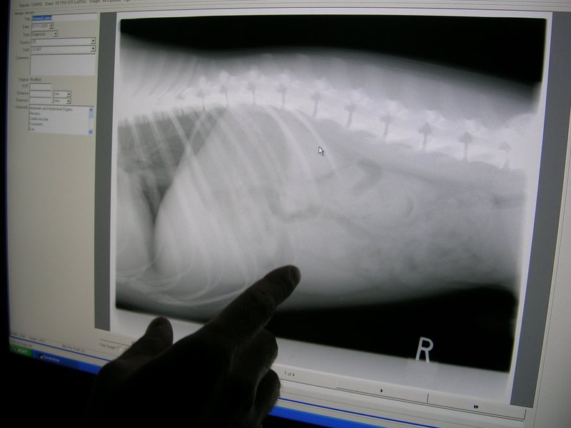 4VET - radiologie veterinara